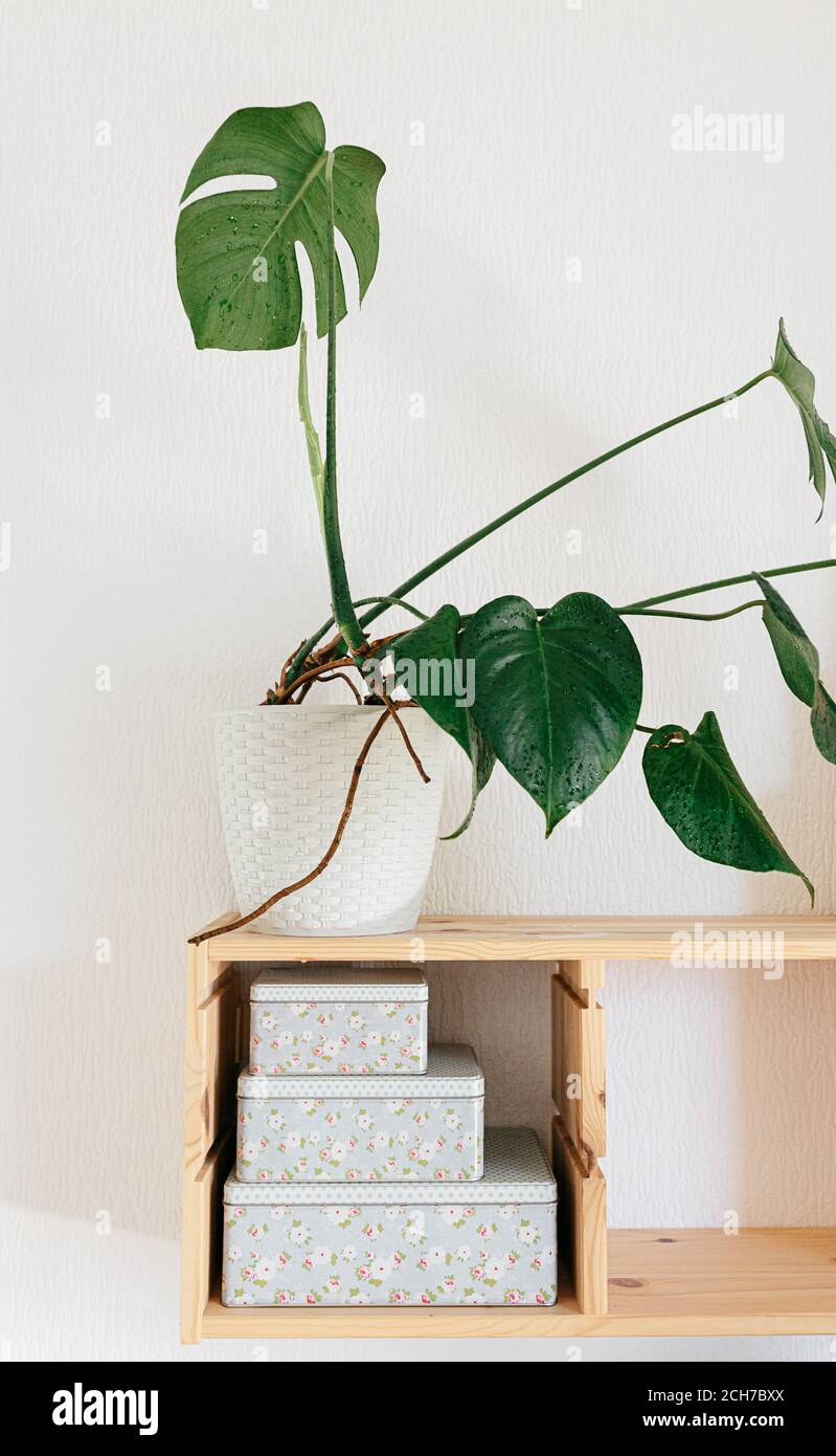 Filodendron monstera foglia pianta in vaso su scaffale di legno. Dettagli interni Foto Stock