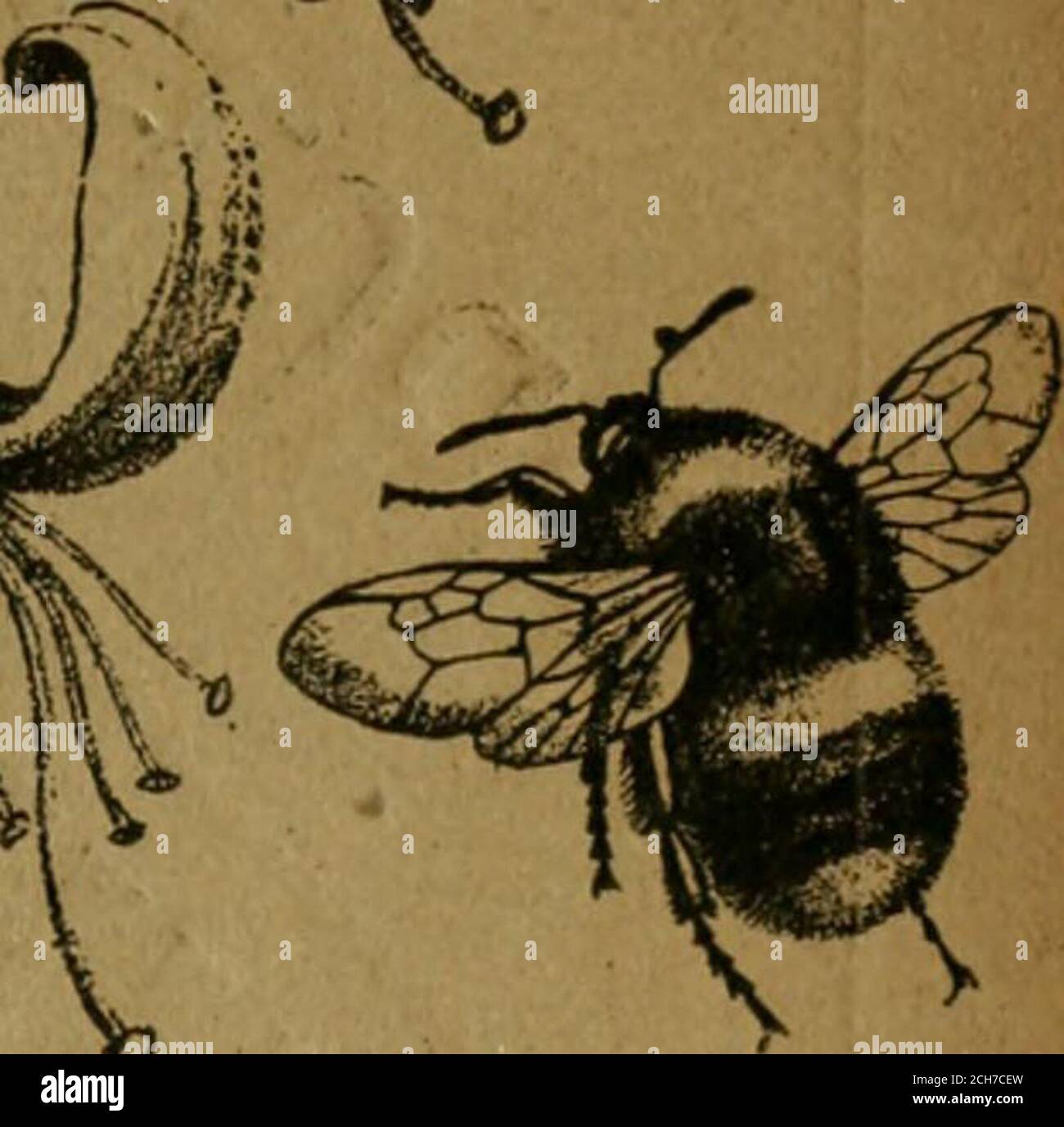 . Il record e la rivista di variazione dell'Entomologo . lia^-a-^- &lt;^. l,JUN-.3i,1892;The ENititiiOGi8T8 Record jp^/i JOURNAL OF VARIATION. A cura di J. W. TUTT, F.E.S. MAV i6l/i, 1892. Foto Stock