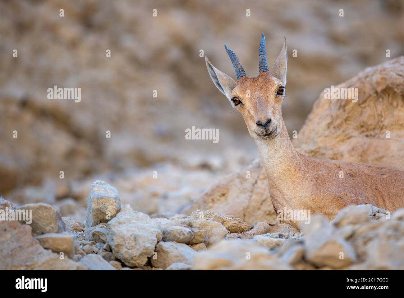 Uno stambecco nubiano nel parco nazionale di Ein Gedi, Israele Foto Stock