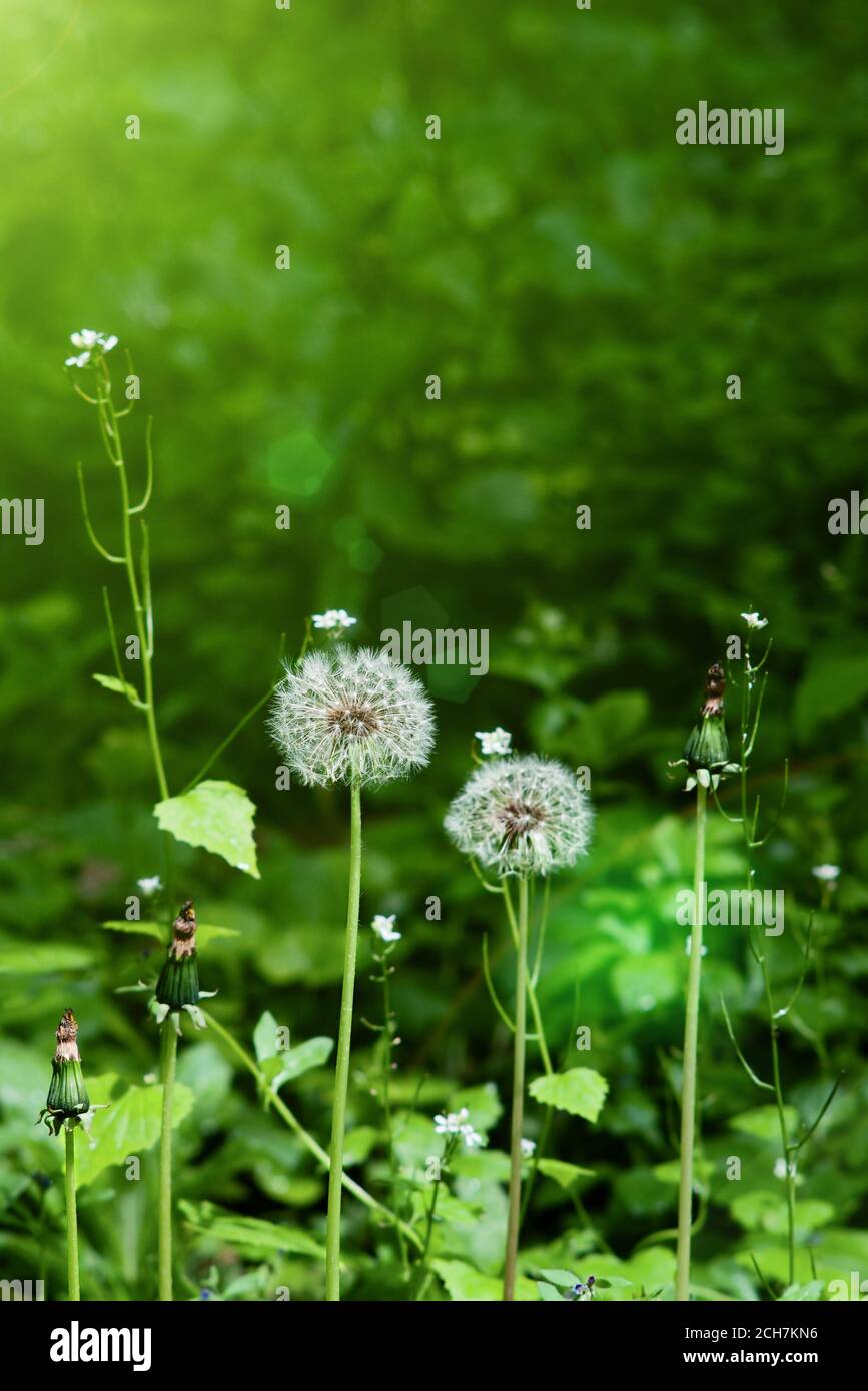 Closeup di fiori di andelione fiore con luce solare e. messa a fuoco selettiva Foto Stock