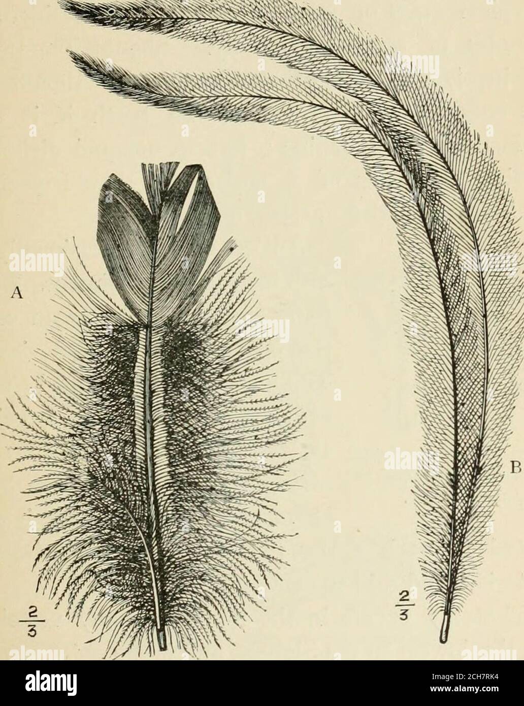 . Evoluzione e malattia. G due vexilla; il secondo è chiamato aftersJiaft o hyporachis, thepart della piuma da cui sono attaccati l'uno all'altro è il calamo o il quillo. In alcuni uccelli, come l'emu, la piuma e aftershaft eguale eachother. Le due forme di aftershaft sono rappresentatain fig. 52. A è della monaul dell'Himalaya, e Bdall'EMU {Drojua^us novcB-Jiollandicu). Queste formsof piume nascono dalla dicotomia della piuma-papilla.IT è difficile, senza investigare specialmente la materia, per essere sicuri se l'emus piume di pari dimensioni areeduta a dicotomia uguale del Foto Stock