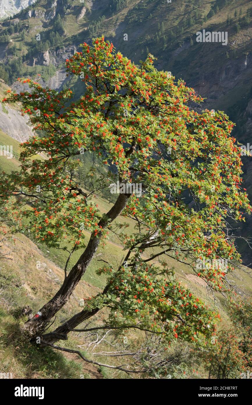 Rowan o arbusto di cenere di montagna pieno di corimbi di bacche arrossate mature, che crescono sul pendio delle alpi italiane Foto Stock