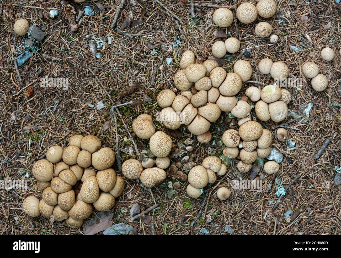Decine di giovani palle di terra comuni che crescono su un terreno forestale coperto con aghi di pino Foto Stock