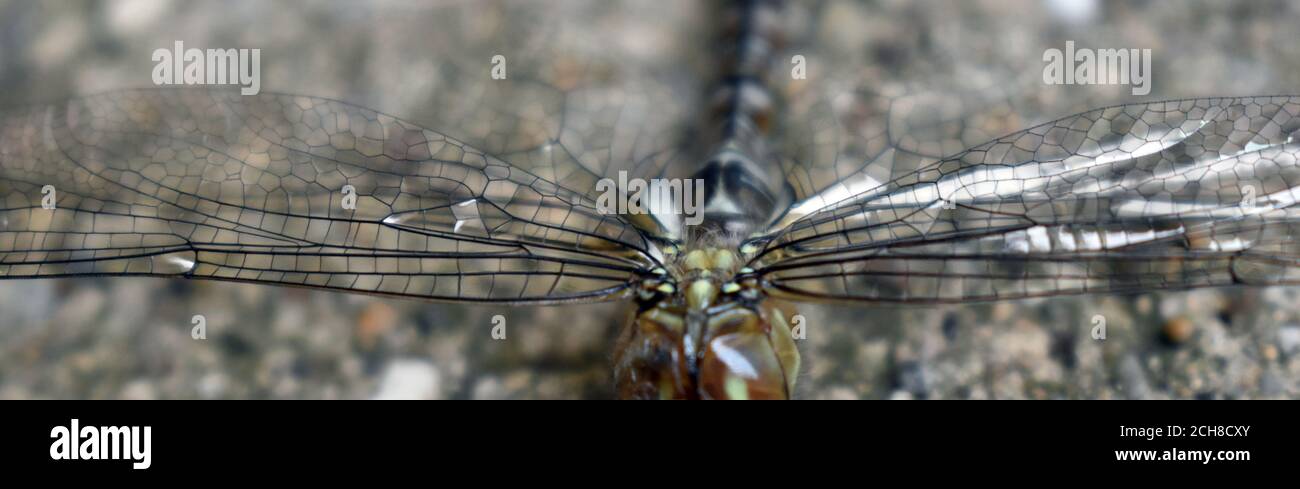 Comune Hawker Dragonfly femmina che asciuga le ali alla fine della trasformazione su un sentiero privato molto tranquillo a Rushden, Northamptonshire. Foto Stock