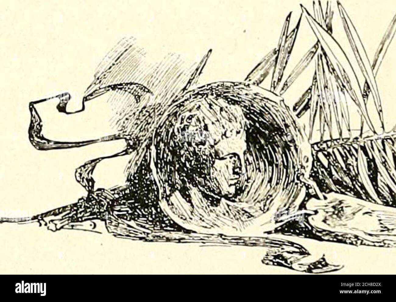 . I logaritmi del Forester . e la lunga divisione, si erano ridotti, tristemente diminuito. Ora, non significhiamo insinuare che i deserters erano complessivamente di un volatilecharacter, né vantiamo che il gatto si allontana più graziosamente sulle tre gambe e meno la relativa caudalappendage che esso intact;ma crediamo che le nostre classhas cristallizzate, che abbiamo aveguadagnato in unità ciò che abbiamo havelost in numeri, e che thecat ha imparato ad utilizzare i suoi tre delegazioni sorprendentemente bene. Ora che siamo Sophs wecan disegnare un respiro facile e indagine noi stessi a tempo libero. Siamo trenta. Molti di noi sono peculiari, alcuni di u Foto Stock
