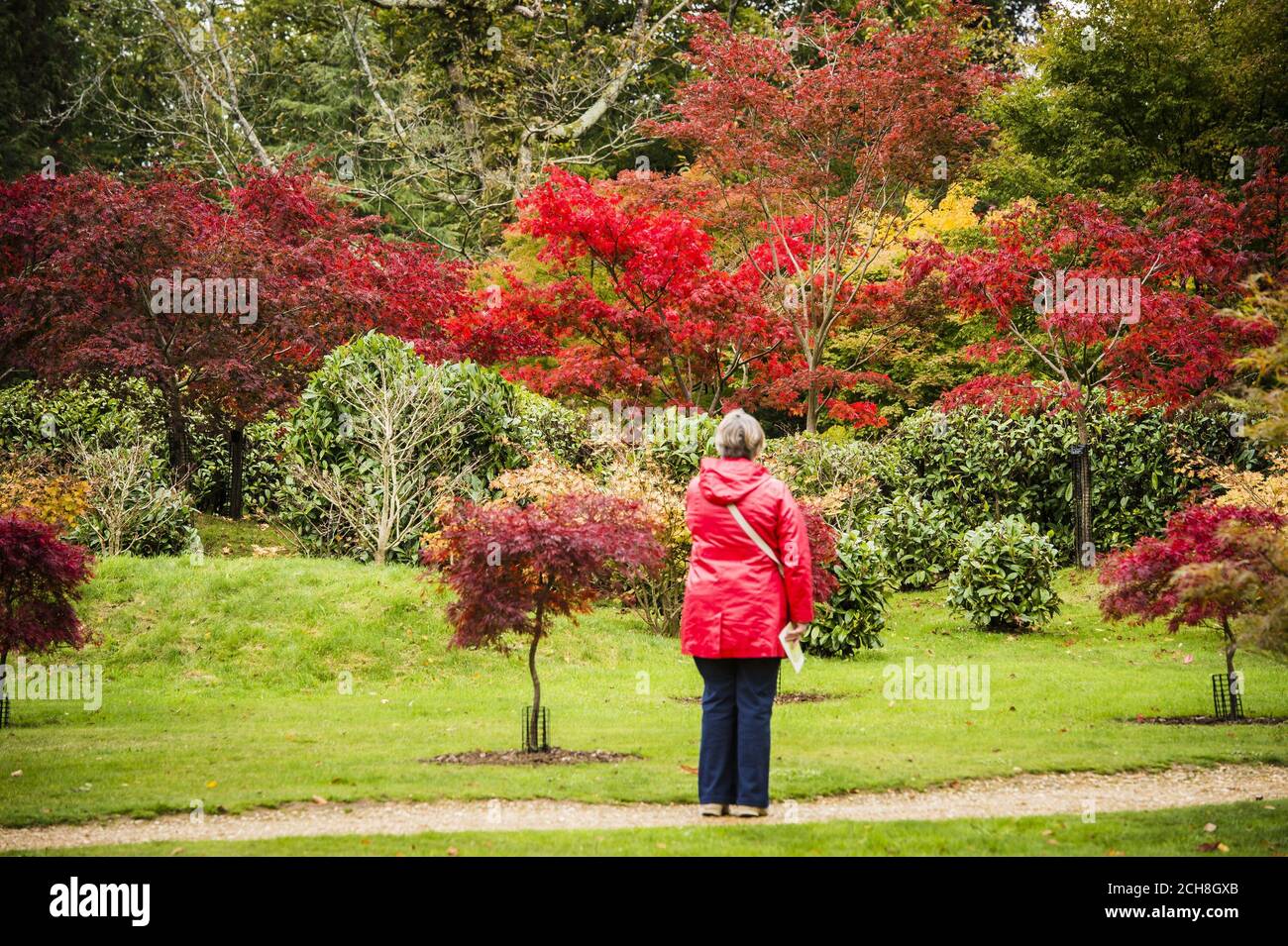 Una donna si ferma per ammirare gli spettacolari alberi rossi nella radura Acer presso i giardini della National Trust Kingston Lacy House, dove lunghe giornate di tempo luminoso e soleggiato per tutto il mese di ottobre hanno portato a un drammatico cambiamento di foglie e colori che creano una spettacolare esposizione autunnale. Foto Stock