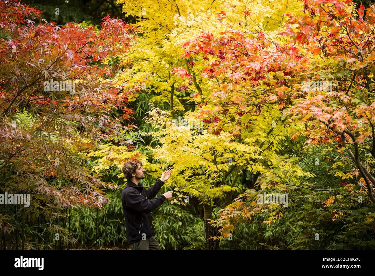 Gardner ed Edge ispeziona gli alberi Acer giapponesi presso i giardini della National Trust Kingston Lacy House, dove le lunghe giornate di sole e di tempo luminoso durante tutto il mese di ottobre hanno portato a cambiamenti drammatici delle foglie e dei colori creando una spettacolare esposizione autunnale. Foto Stock