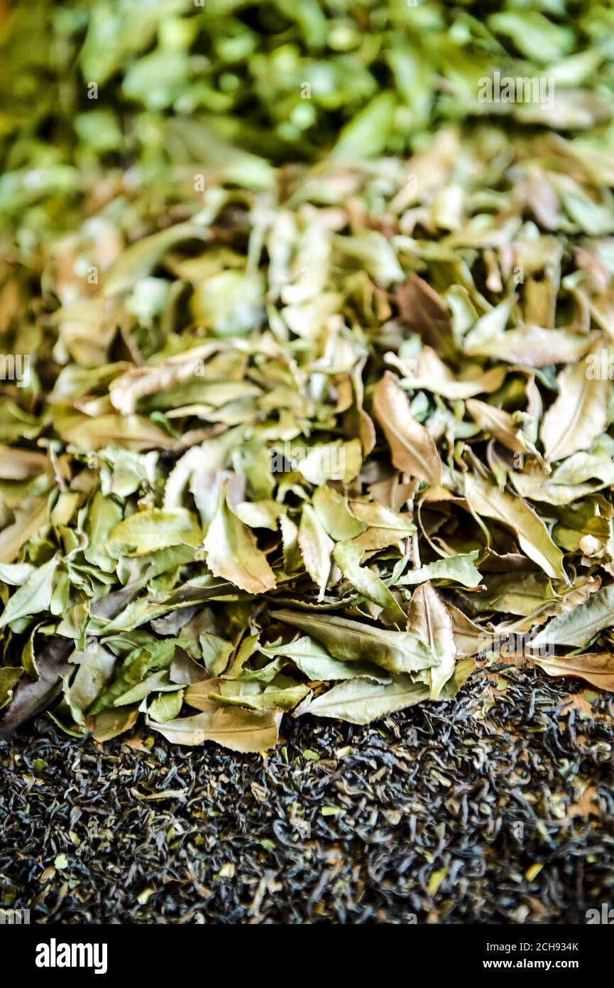 Tè inglese completamente essiccato e parzialmente essiccato a Tregothnan vicino a Truro, Cornovaglia, che ha iniziato a crescere e fornire il primo e unico tè inglese nel 2005, sulla piantagione di tè delle tenute. Foto Stock