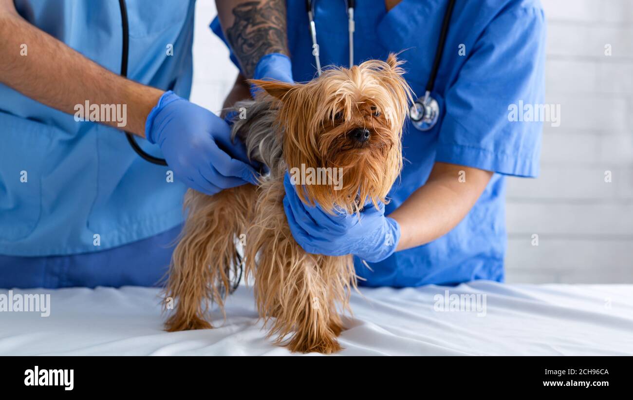 Medico veterinario con assistente che ascolta il battito cardiaco del cane con stetoscopio all'ospedale animale, closeup Foto Stock