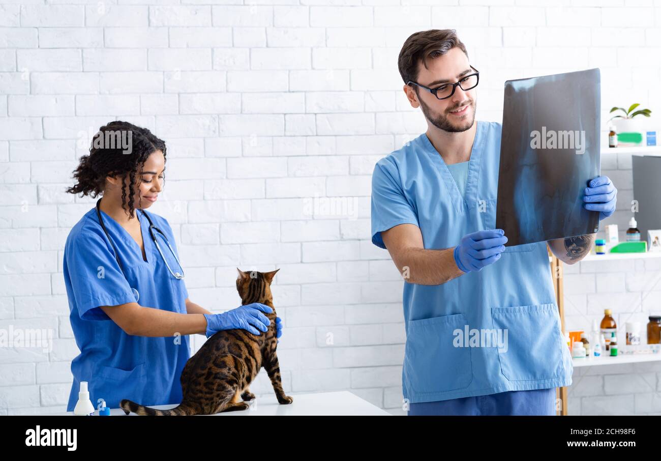 Veterinario chirurgo esame di raggi di animali e il suo assistente con tabby gatto in clinica animale Foto Stock