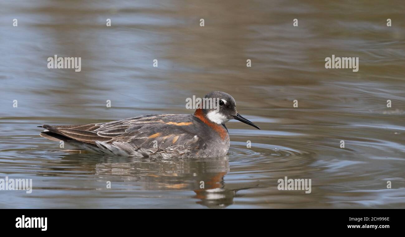 Rosso Colli (phalarope Phalaropus lobatus) Foto Stock