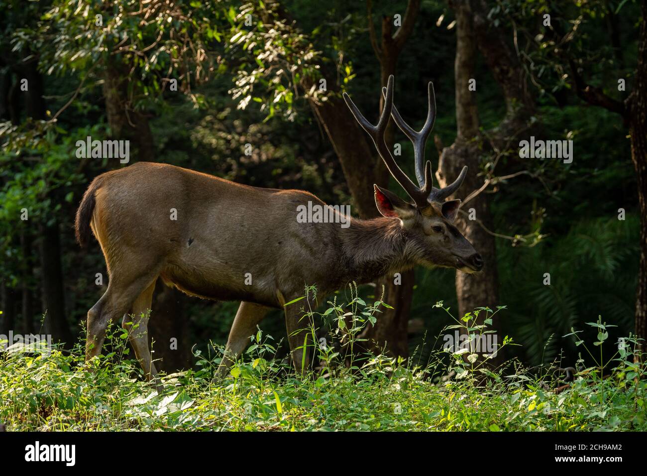 Cervo sambar maschio o Rusa unicolor con corno lungo o. stag su sfondo verde naturale al parco nazionale di ranthambore o. tigre riserva rajasthan india Foto Stock