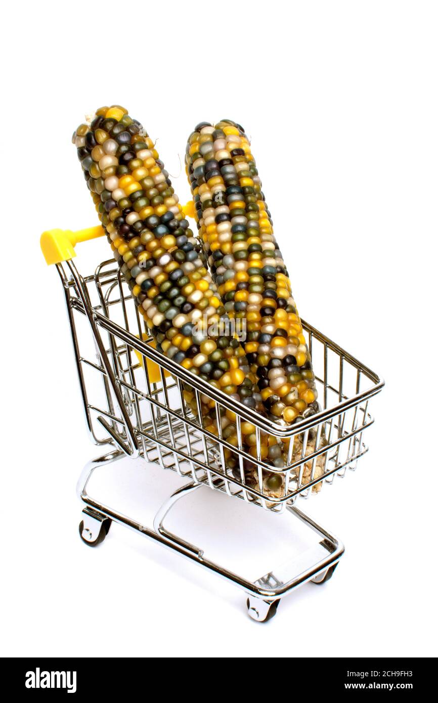 Granoturco colorato sulla pannocchia esposto in un carrello della spesa per una presentazione accattivante del mercato Foto Stock
