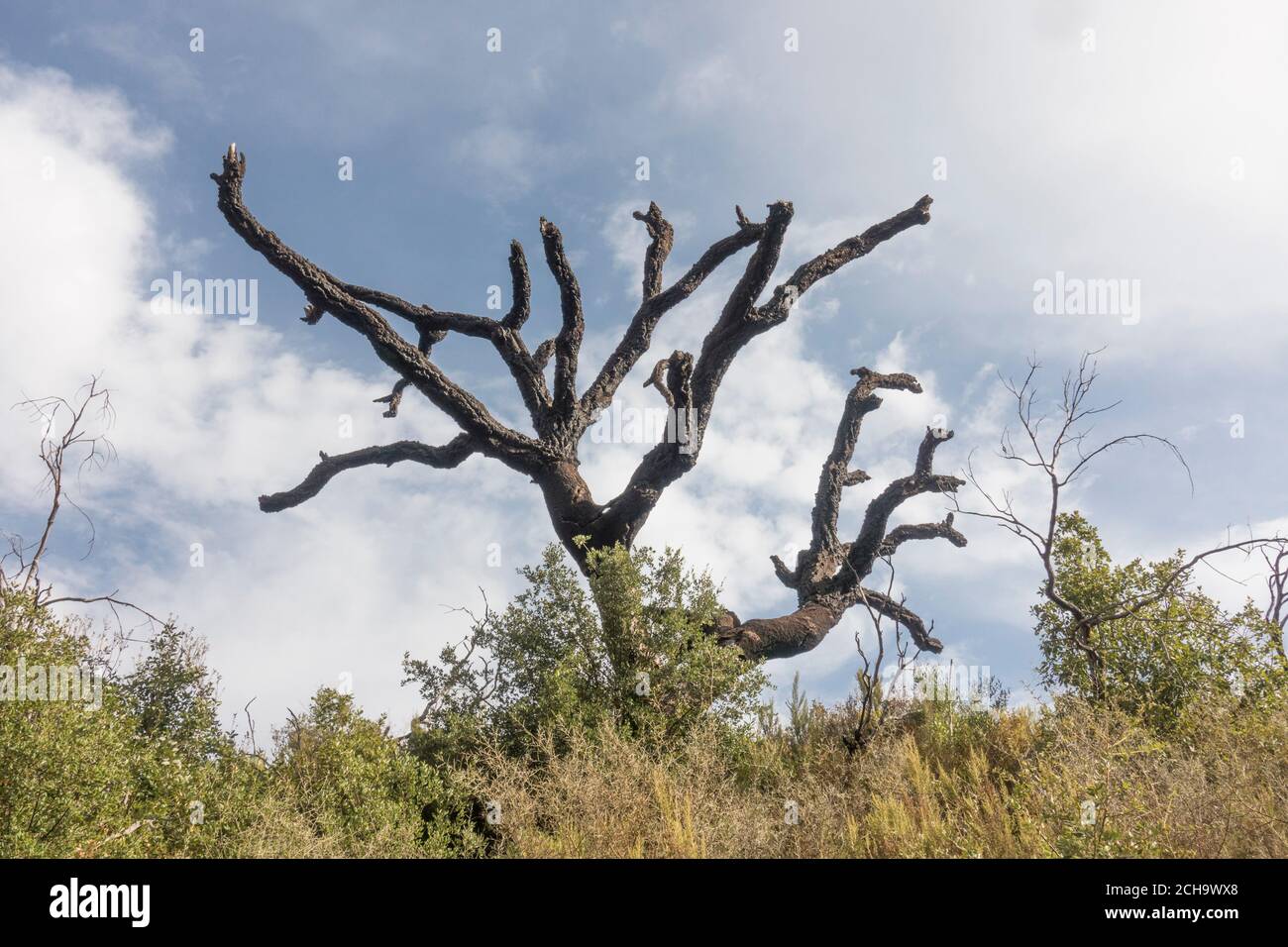 Quercia di sughero bruciata, dopo il fuoco selvatico, Quercus suber, Elviria, Marbella. Andalusia, Spagna. Foto Stock