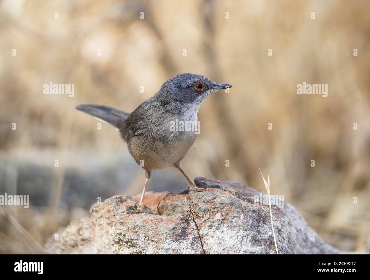 Guerriero sardo, (Sylvia melanocephala) femmina, arroccato sulla roccia, Andalusia, Spagna. Foto Stock