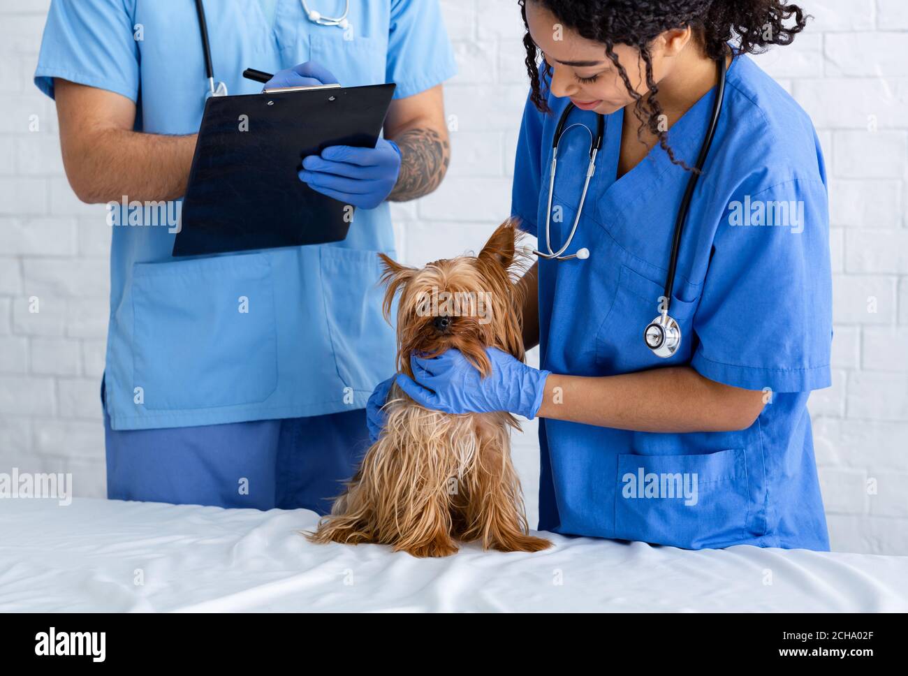 Medico veterinario professionale e infermiera che esamina il cane piccolo in animale clinica Foto Stock