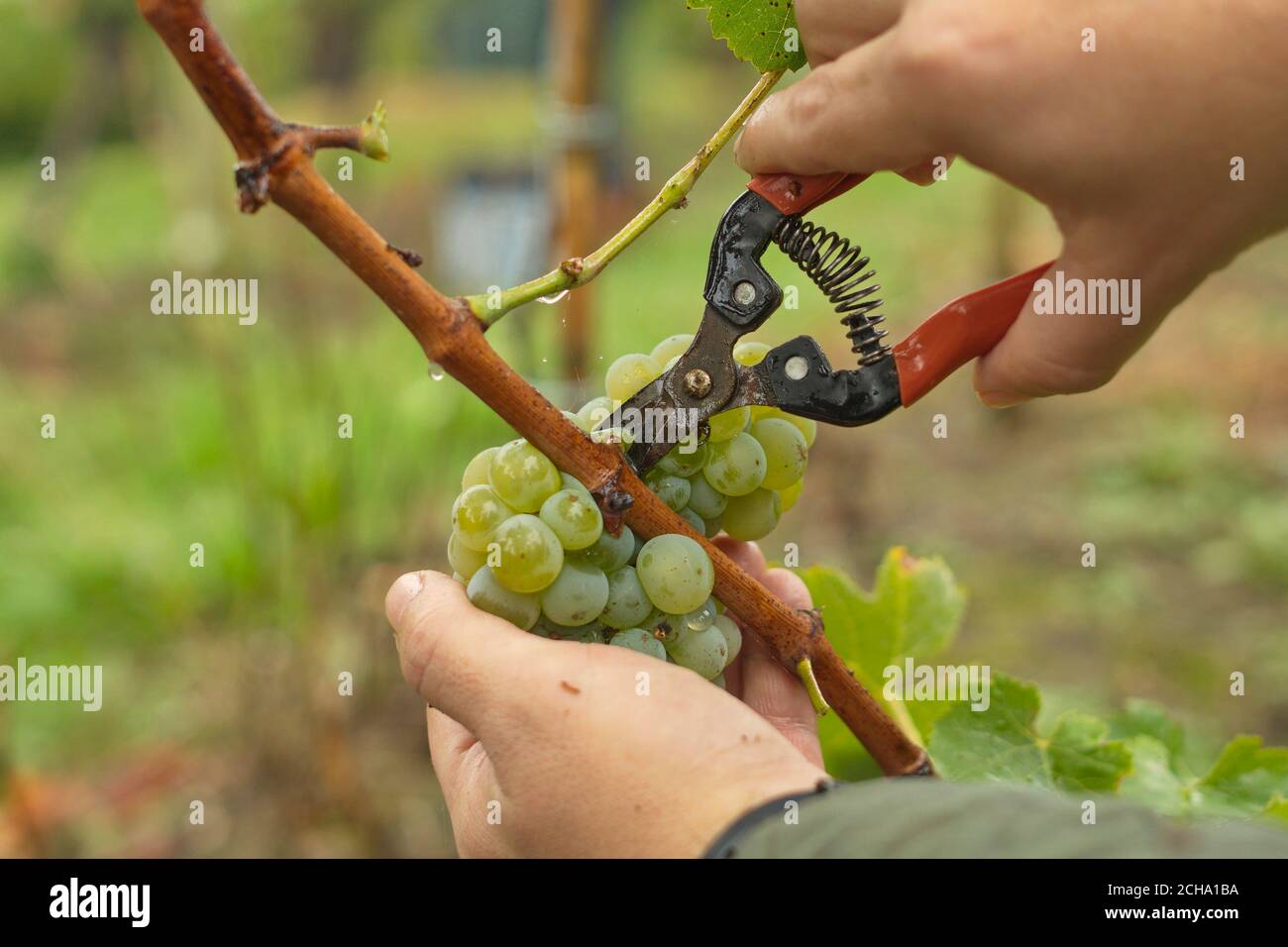 Operatori della vendemmia per l'elaborazione con tecniche tradizionali del vino bianco Txakoli. Foto Stock