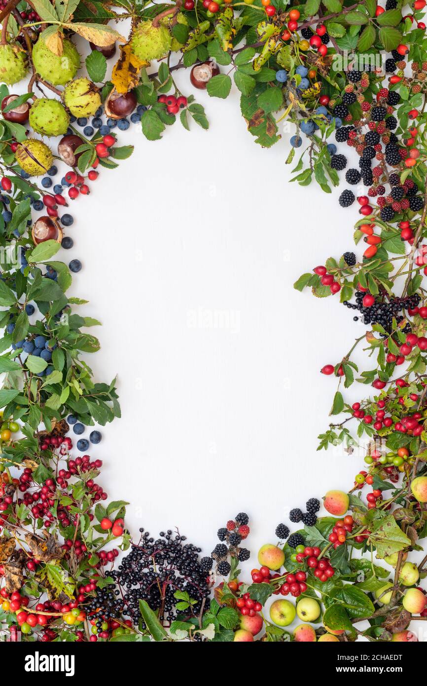 Boschi autunnali forati e frutti di hedgerow su sfondo bianco Foto Stock
