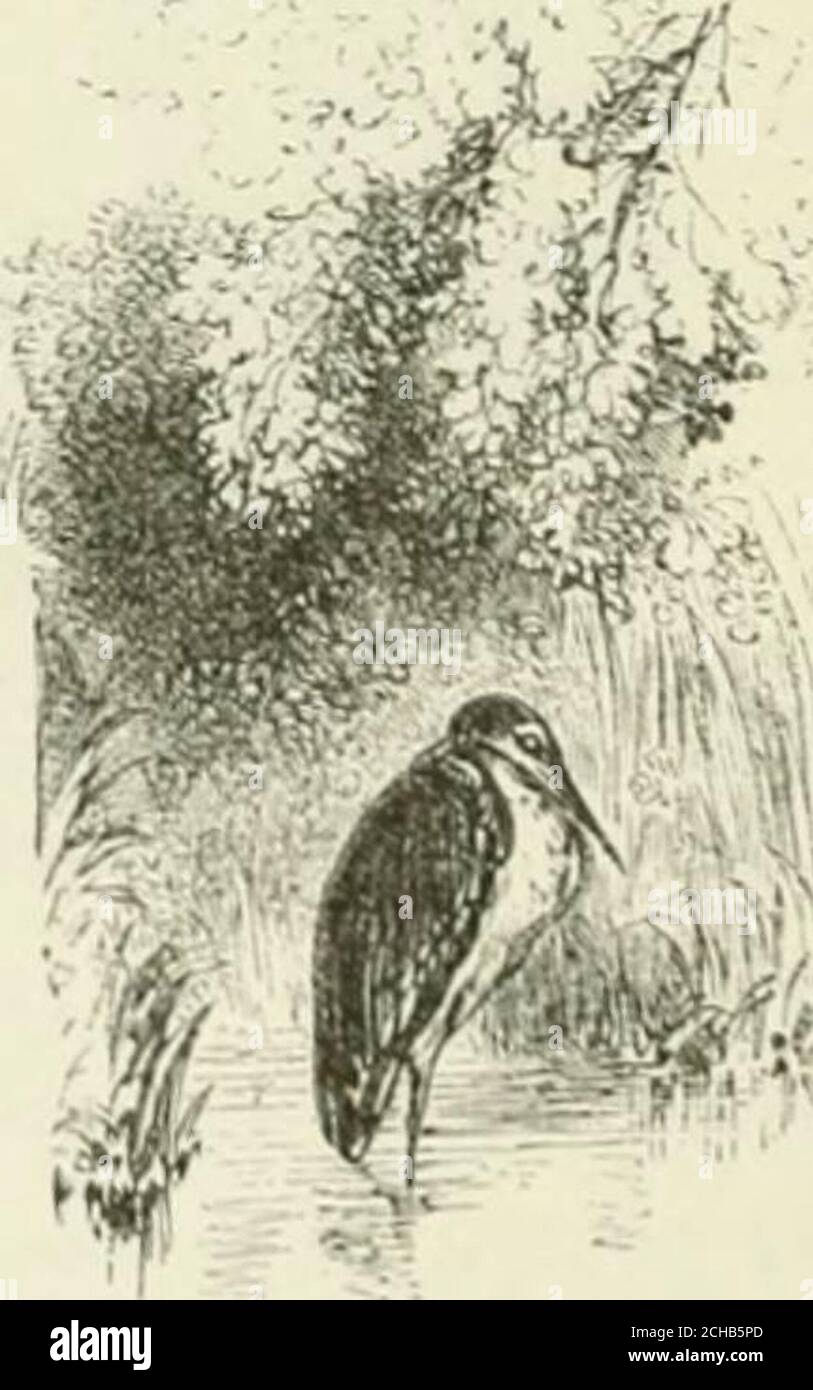 . Vigilia di metà estate : una favola di amare e di essere amati . ls mai fare, e im uno sciocco - uno sciocco impotente! Le campane della vecchia giavola suonavano tutta la notte: La campana lepre, le campane d'argento del cucù-sorrel, e della mussa indiana, li conoscevo tutti, il profondo boom della campana blu e la nota morbida del mio razzo lady Li ho sentiti squillare dalla luna-levarsi al moon-set, e tuttavia non ho potuto dire una parola che hanno detto che so soltanto la campana di matrimonio squillerà a-morrow; e poi lei •0 e non la vedrò mai più! I miei occhi sono accecati, e il mondo intero diventa scuro. Sono gettato via e dimenticato dalla Terra e dall'aria. Scarso Foto Stock