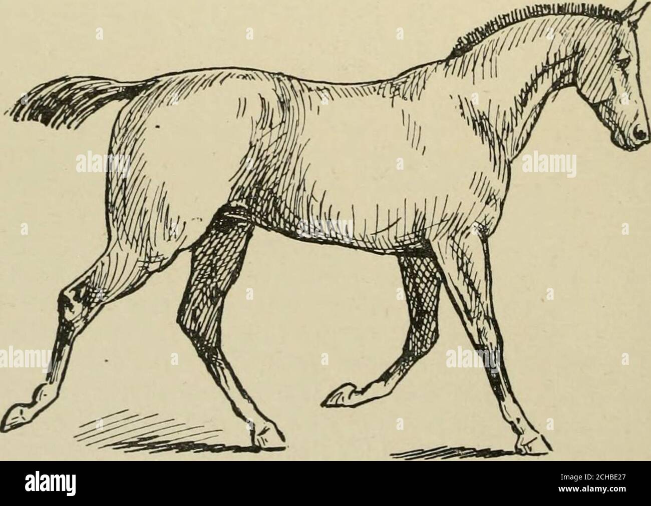 . Il cavallo, nelle stalle e nel campo: Le sue varietà, la gestione della salute e delle malattie, l'anatomia, la fisiologia, ecc . piedi sono sollevati, e le gambe sono arrotondate o piegate; ma il corpo non è spinta in avanti, né le spalle si muovono nella stessa direzione in misura apprezzabile. La conseguenza è che i piedi si depositano di nuovo, molto vicino al punto da cui vengono presi, e il ritmo è tanto lento quanto il cammino. Nel vero trotto, se è ben eseguito, le zampe posteriori mustbe si muovono rapidamente come, e con più forza, le zampe anteriori, perché hanno più lavoro da fare nella propulsione della b Foto Stock