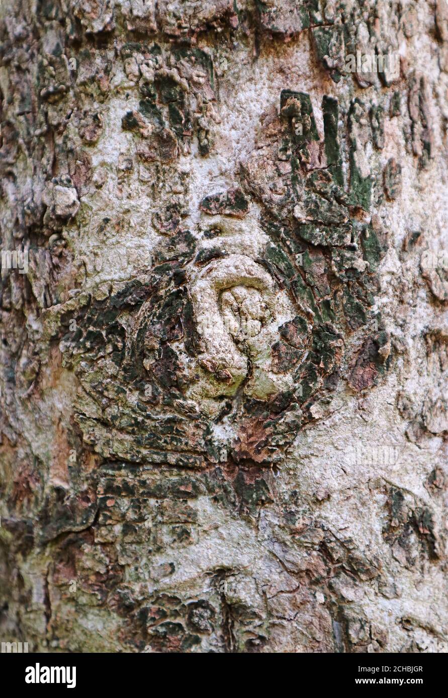 Immagine verticale della Texture of Tree Bark con Gnarl Foto Stock