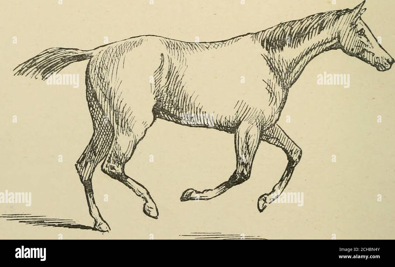 . Il cavallo, nelle scuderie e nel campo: Le sue varietà, la gestione della salute e delle malattie, l'anatomia, la fisiologia, ecc . mangiare una varietà nelle modalità adottate da diversi cavalli che performano il carter, che nessuna singola descrizione sarà sufficiente, né effettivamente isit facile, come ho osservato prima, per definire uno qualsiasi di loro. A volte il thecarriage è estremamente elegante, le gambe posteriori bene sotto il corpo, e allmoving come il lavoro di orologio, con la testa piegata sul collo e il boccaglio leggermente sulla punta. Quando tale passo viene eseguito con la gamba destra che conduce, il carter è adattato esattamente per il sedile femmina Foto Stock