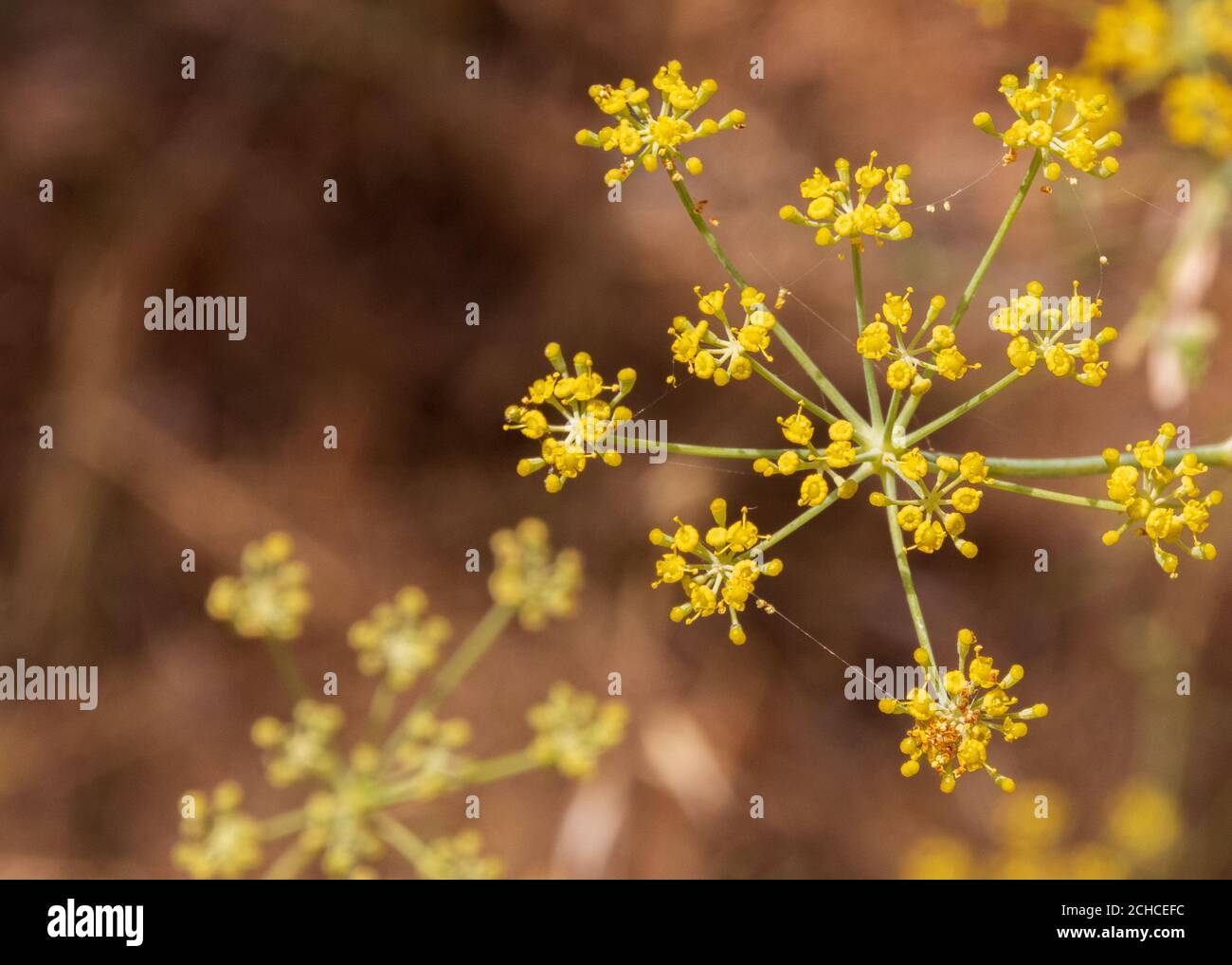 Foeniculum vulgare, pianta di finocchio selvatico in fiore Foto Stock
