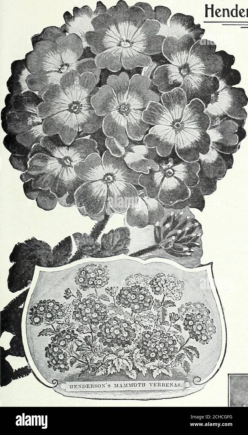 . Tutto per il giardino : 1906 . pkt. Ciascuno di oltre 12... 50 c.a. =Cupido o Tom Thumb Sweet Peas= piante nane compatte, non più di 6 o 7 pollici di altezza, che copre una circonferenza di circa è pollici, abbracciando il terreno come una Verbena; fiori di buone dimensioni e sostanza. Per edgings, letti bassi e coltura di pentola sono unici e graziosi. (Vedi sezione). Cupids, colori misti. Molte varietà oz., 15c; Pkt., 5c. Apple Blossom. Rosa, rosa e bianco. 5c. Boreatton. Marrone lucido, con vene scure 5c Bridesmaid. Rosa molto profondo 5c Contessa di Radnor. Argentata-lavanda 5c. Incantatrice. Crema rosata 5c. Firefly. Crims Foto Stock