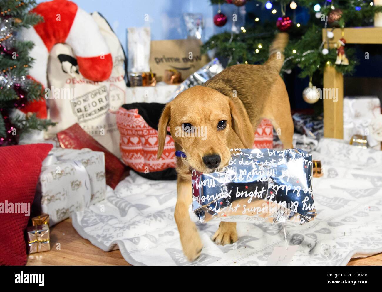 Sandy, di 9 mesi di età, un cane mongrel salvato, riceve un regalo di  benvenuto a Battersea Dogs & Cats Home a Londra dall'Amazon Christmas  Store, come il rivenditore online collabora con