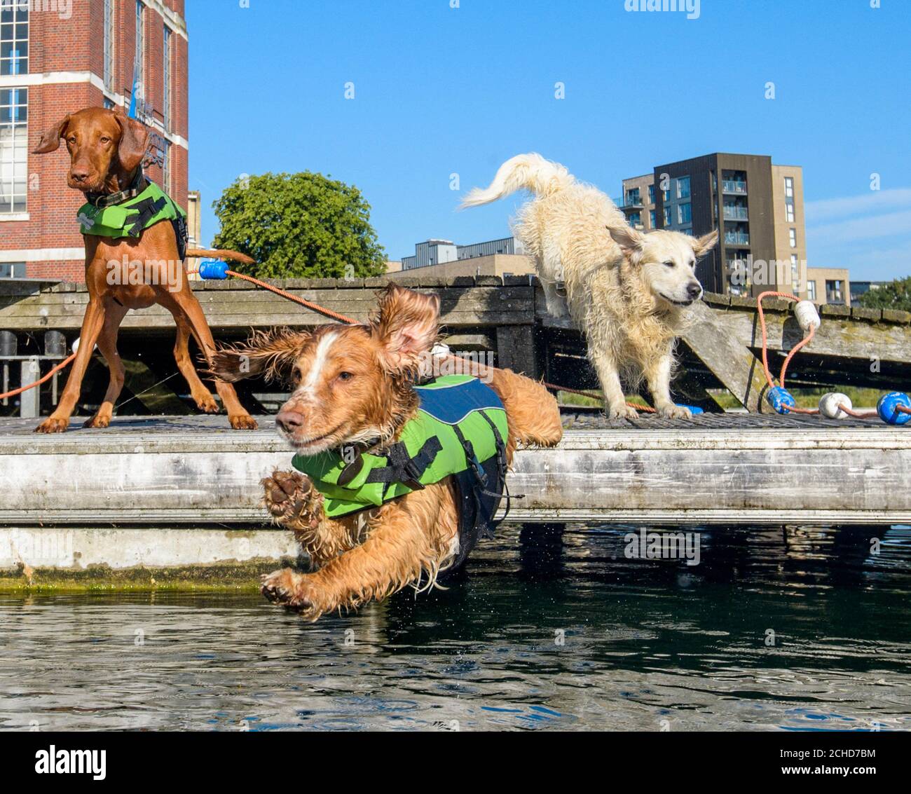 (Da sinistra a destra) Sterling, un ungherese Vizsla, Joey, uno spagnolo e Finn, un Golden Retriever, partecipano al primo gala da nuoto del Regno Unito in assoluto per lanciare online cane a piedi e seduta piattaforma Rover.com a West Reservoir, Londra. Data foto: Martedì 17 luglio 2018. Il credito fotografico dovrebbe essere: Anthony Upton/PA Wire Foto Stock