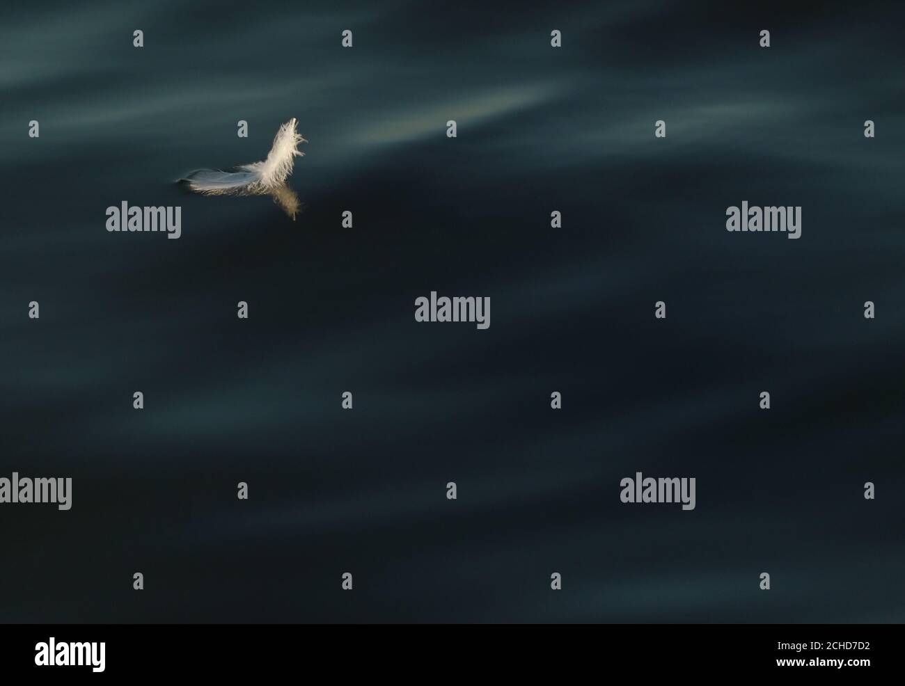 La piuma dell'uccello giace sull'acqua con il riflesso Foto Stock