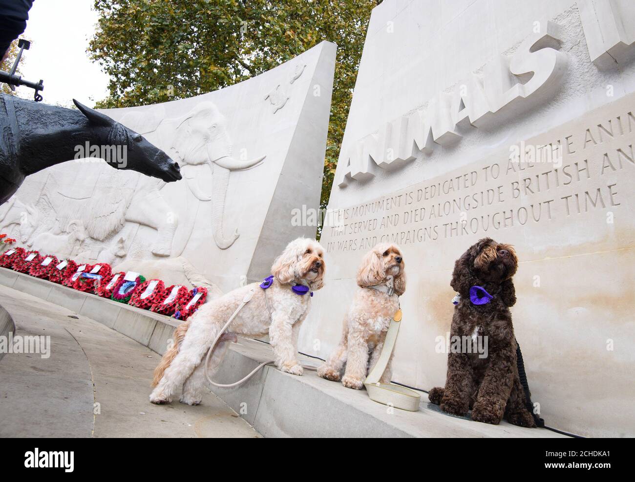 USO EDITORIALE SOLO tre cockapoo si uniscono a una congregazione di animali e rappresentanti di Dogs Trust, Petplan Charitable Trust e di altre associazioni e organizzazioni di beneficenza, pagano il loro rispetto per gli animali che hanno perso la vita in guerra durante l'evento annuale Animals in War Memorial a Park Lane, Londra. Foto Stock