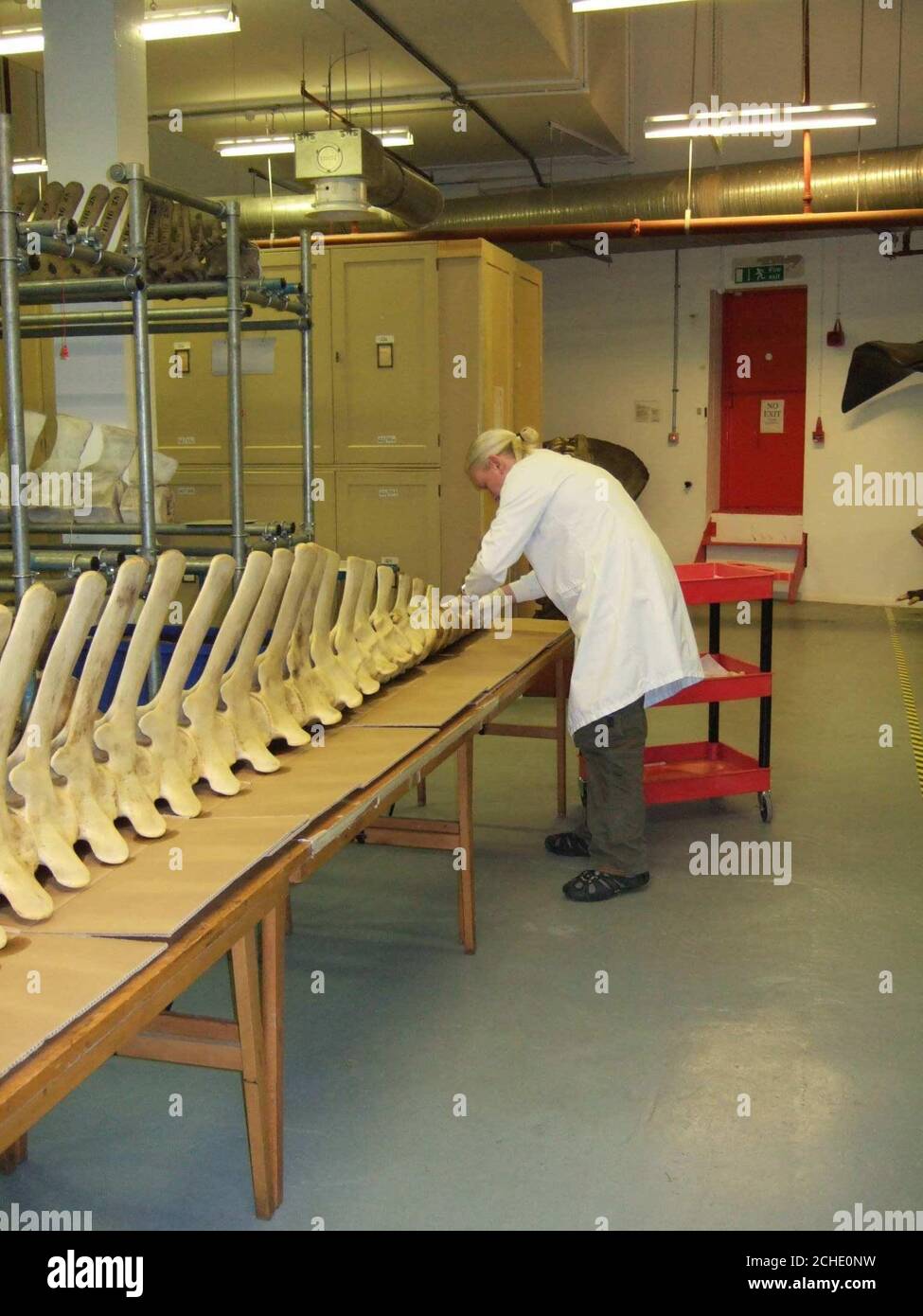 Le immagini del Museo di Storia Naturale non datate di Richard Saabin con i resti di una balena a naso di bottiglia settentrionale che inghiottiscono il Tamigi all'inizio di quest'anno, ora parte della collezione nazionale di cetacei al Museo. Foto Stock