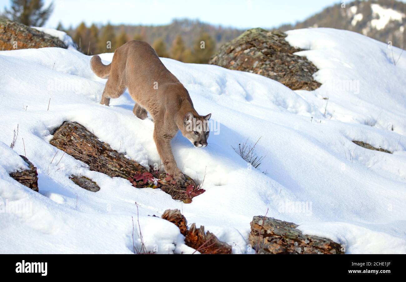 Cougar o leone di montagna (colore Puma) camminando nella neve d'inverno in Montana, Stati Uniti Foto Stock