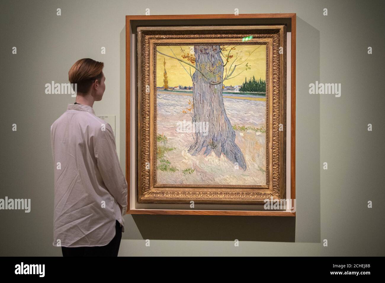 Un visitatore guarda 'Trunk of an Old Yew Tree' (1888) di Vincent van Gogh durante l'anteprima per l'EY Exhibition: Van Gogh e Gran Bretagna a Tate Britain, Londra, che dà un nuovo sguardo all'artista attraverso il suo rapporto con la Gran Bretagna. Foto Stock