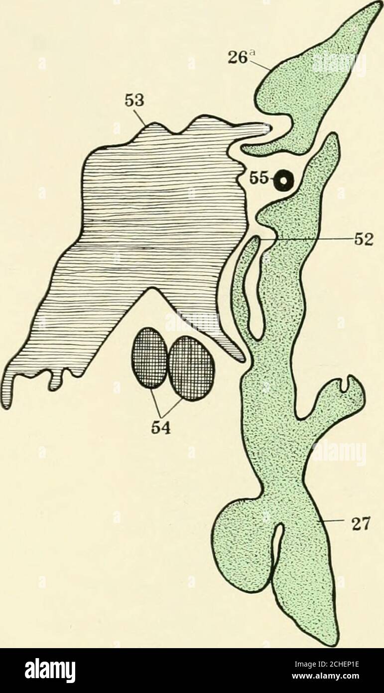 . La rivista americana di anatomia . 10 THE AMERICAN JOURNAL OF ANATOMY, VOL. 13, NO. 2 239 PIASTRA 10 SPIEGAZIONE DI FIGURA 11 A, B, e C. tre sezioni seriali che mostrano il modo in cui il rubinetto di sinistra-sottoclavia del sacco per linfa è fatto in un 23 mm. Tragulus embryo.Collection No. 228. X 100. 26a, processo discendente dorsale del sacco linfatico (approccio del dotto toracico); 27, processo discendente ventrale del sacco linfatico (approccio broncho-mediastina); 52, approccio giugulo-sub-claviano; 53, confluenza delle vene tegiugulari; 54, timo; 55, arteria tiroccervicale; 56, vena succlavia; 63,prolonga ventrale Foto Stock