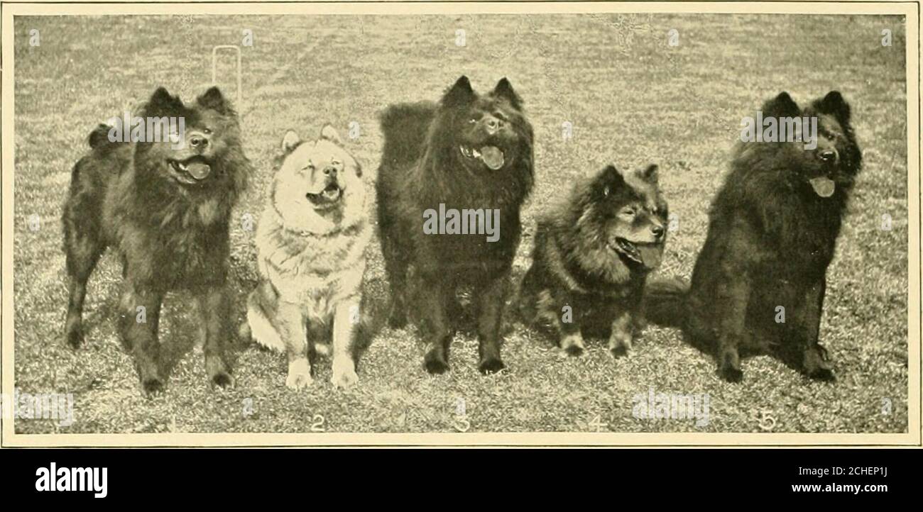 . Il nuovo libro del cane : una storia naturale completa dei cani britannici e dei loro parenti stranieri, con capitoli sulla legge, l'allevamento, la gestione dell'allevamento e il trattamento veterinario . ONOREVOLE. PHILIP RUNCIMANS CH. SCONFIGGI LA BAND DALL'ELEGANTE RAGAZZO DOLLY DAYDREAM. BRED BY MRS. F.TRAVIS.Photogiaph di Jones ami Son, Surbiton. 124. UN TEAM DI MRS. B F. MOORES CHOW. 1. HILDEWELL POOH-BAH. 2. CHIMMO. 3. MANDARINO.4 HILDEWELL TAO MU. 5. HILDEWELL AD HOK. Pholograph di Ross, Wliitby. CAPITOLO XLTHE CHOW. DELLA ONOREVOLE. B. F. MOORE. Non vanto del suo parente, né della mia canna (anche se della mia canna e di lui posso bene b Foto Stock