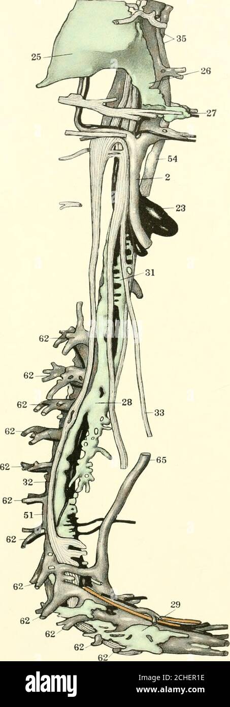 . La rivista americana di anatomia . 237 LASTRA 9 SPIEGAZIONE DI FIGURA 10 ricostruzione che mostra le vene assiali e linfatiche in un embrione di Tragulus da 23 mm. Collezione n. 228. X 100. 2, vena pre-cardinale; 23, arcof aorta; 25, linfosco giugulare; 26, processo dorso-laterale del sacco linfatico; 28,azigos segmento del dotto toracico; 29, segmento post-azigos del dotto toracico; 31, divisione caudale del segmento pre-azigos del dotto toracico; 32, vena nervosa vaginale; 35, nervo gazitetico; 33, venosa vaginale; 51, nervosa vaginale;  ;  , nervosa vaginale;  ;  , nervosa toracica; 62, vena dorsale segmentale; 65, porzione sub-epatica di post-cava. 238 VENE E LINFATICI Foto Stock