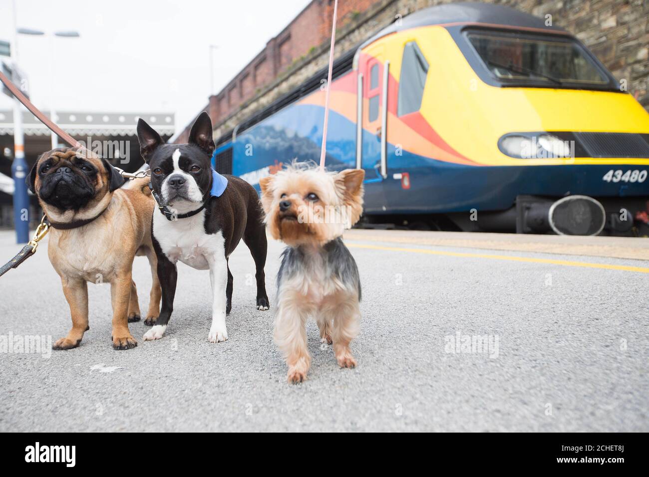 (Da sinistra a destra) Butch Cassidy, a Pug, Sacha, un Boston Terrier e Boo-boo lo Yorkshire Terrier si preparano a viaggiare in treno per celebrare il lancio della guida e del video 'Dog Train-ing', Che è stato creato da East Midlands treni in collaborazione con il comportamentista canino Colin Tennant, in quanto lanciano una nuova gamma di disposizioni favorevoli ai cucci su rotte selezionate. Foto Stock