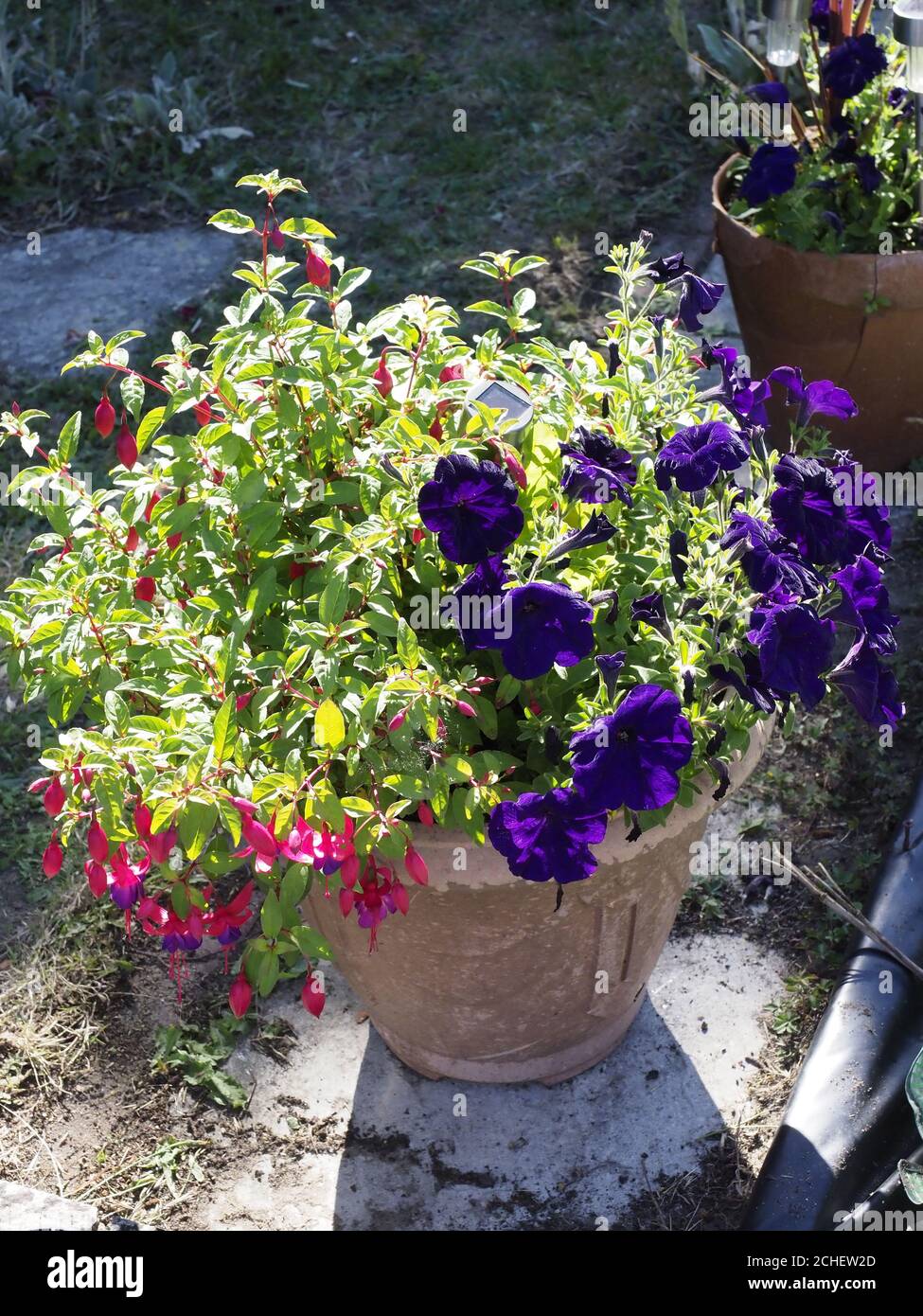 petunie viola e begonie rosse in una pentola grande dentro un giardino Foto Stock