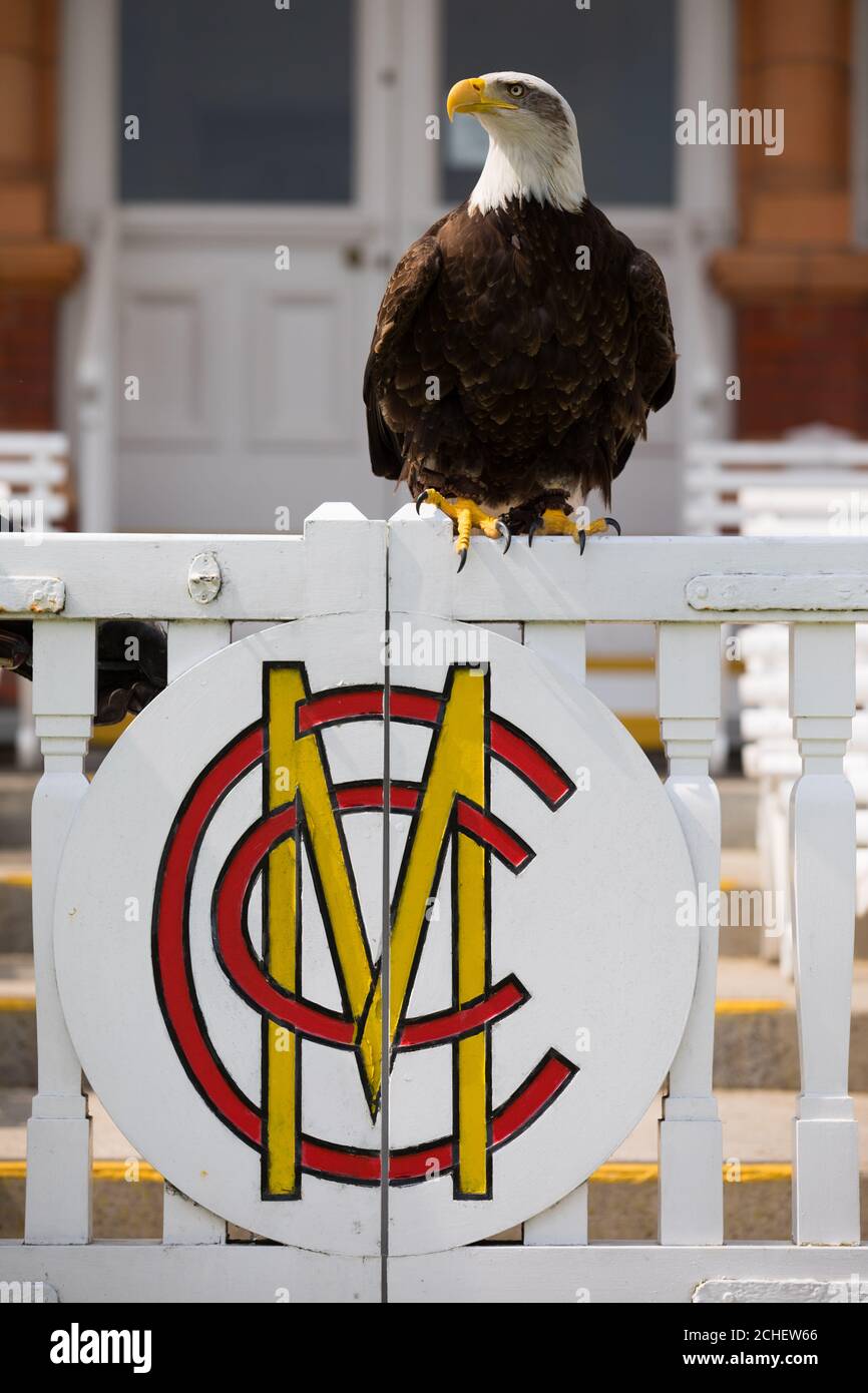 Wolf the Eagle, utilizzato dai vini Wolf Blass come nuova mascotte, fa un'indagine sul campo da cricket di Lord, che si spezza dai piccioni e dai gabbiani prima della Coppa del mondo di cricket maschile ICC 2019. Foto Stock