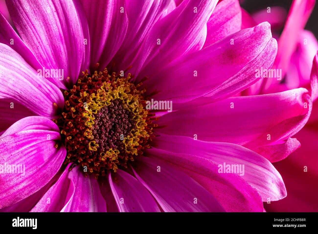 Macro di un bel fiore rosa a margherita Foto Stock