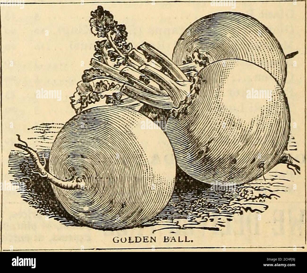 . Catalogo di metà estate : 1896, per piantine estive, piantine di fragole in vaso, piante di cavolo e cavolfiore, sedano e altre piante vegetali, per semina estiva, semi vegetali, rape, ruta baga, mangel e semi agricoli, prodotti essenziali per il prato, insetticidi, fungicidi e attrezzi per applicazione . PETER HENDERSON & CO., NEW YORK: RUTA BAGAS. E^-SUMHER È IL TIHE A SOW si: Ruta Bagas, rape russe o svedesi. Foto Stock