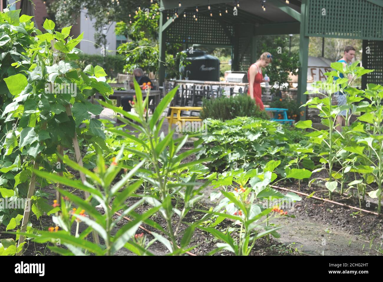 Urban Rain Gardens sono molto popolari (ci sono 4 nella mia zona immediata) con i volontari per piantare e infermierizzare i prodotti e fiori con molte condivisioni. Foto Stock