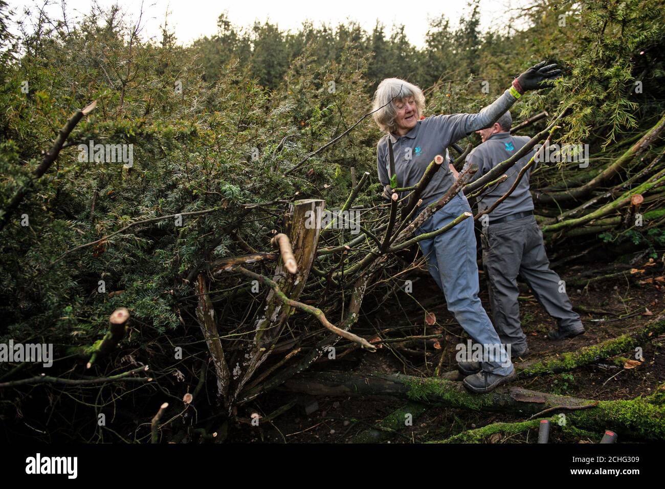 I volontari che partecipano al "Grande tasso" durante la prune annuale del tasso di 400 anni presso la tenuta Shugborough del National Trust a Staffordshire. Foto Stock