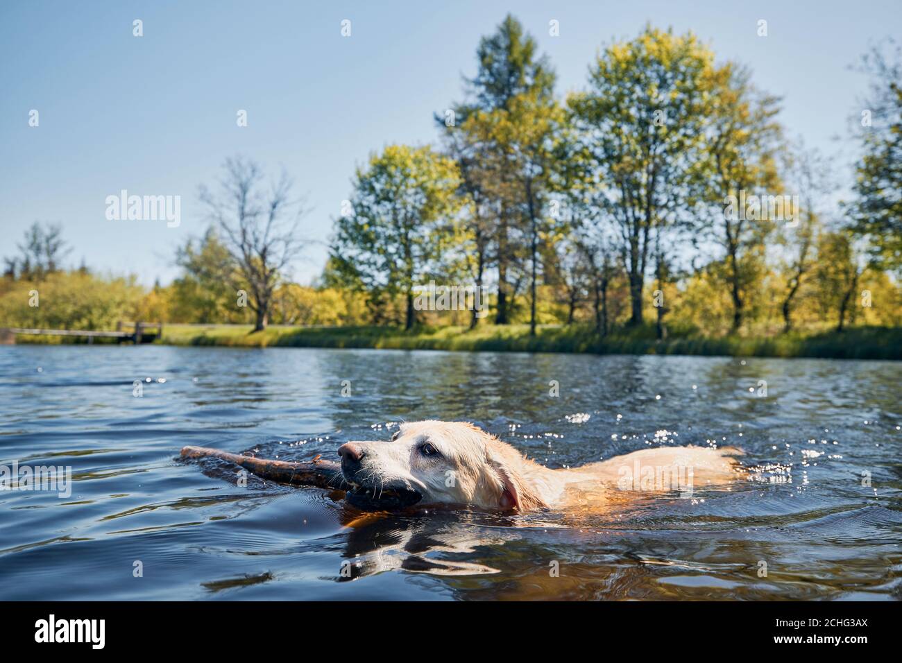 Divertente cane nuoto in lago. Labrador Retriever che trasporta il bastone dall'acqua. Montagne di ore, Repubblica Ceca Foto Stock