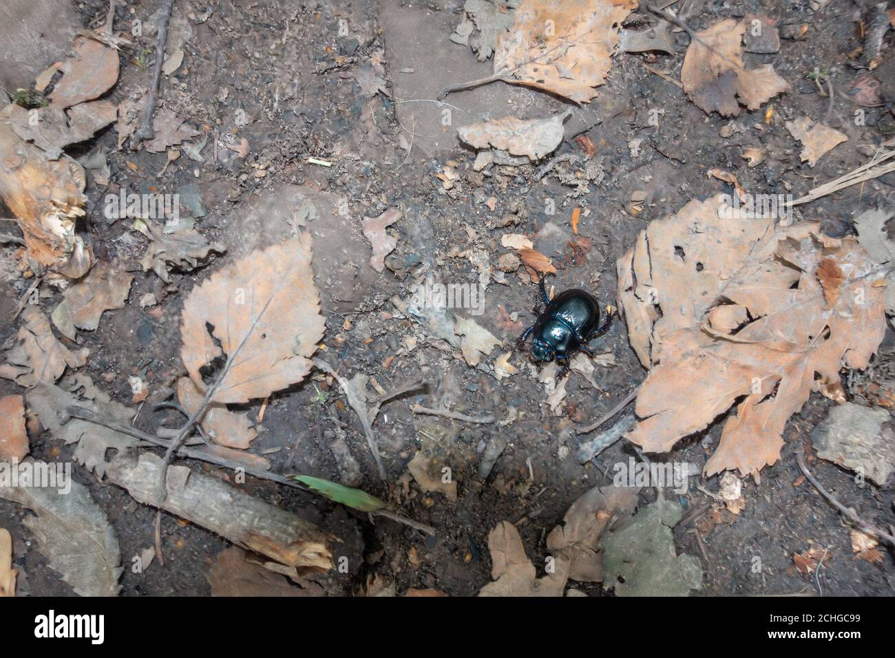 Dung Beetle (Scarabaeinae) che cammina lungo il fondo della foresta Foto Stock