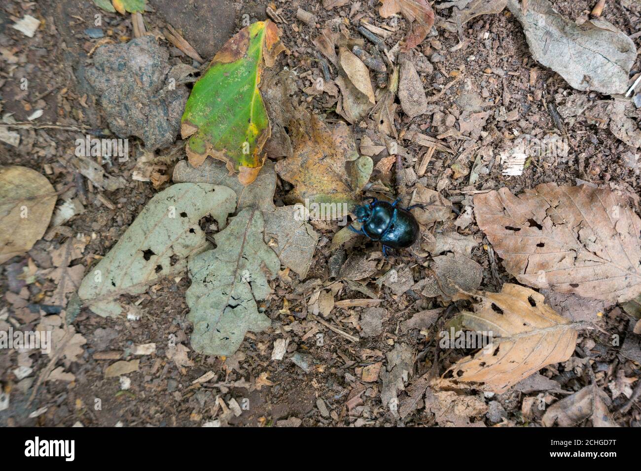 Dung Beetle (Scarabaeinae) che cammina lungo il fondo della foresta Foto Stock