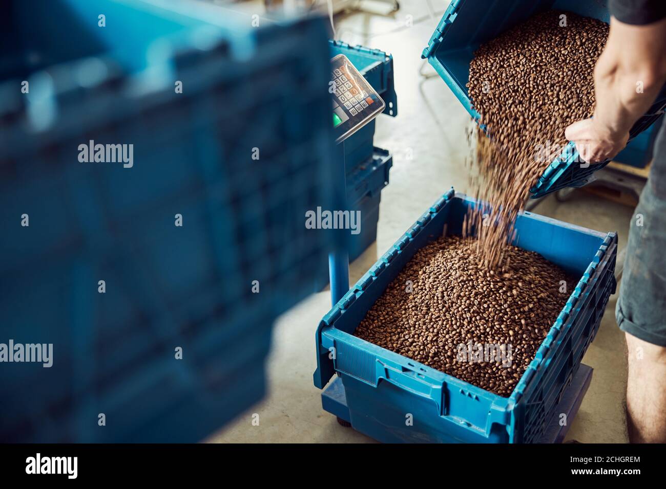 Giovane uomo che versa i chicchi di caffè nella cassa di plastica Foto Stock