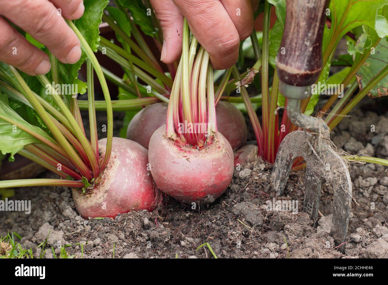 Beta vulgaris 'Chioggia'. Raccolta barbabietola in un giardino posteriore trama vegetale. Foto Stock